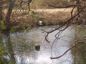 ため池の鴨