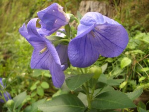 開ききる直前の桔梗の花（７月１日）