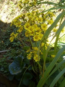 ツワブキの花