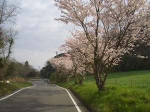 小さな桜並木