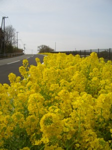 菜の花の路