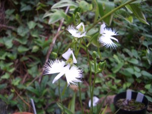 ”サギ草”の花