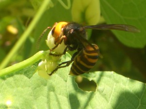 ハヤトウリの花の蜜を吸うスズメバチ