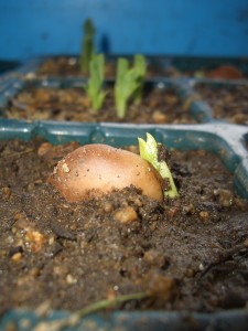 芽を出した豆たち