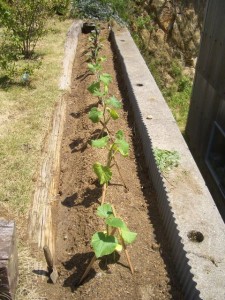 夏野菜の苗