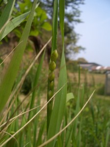 顔を出した小判草の実