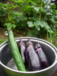 夏野菜の収穫