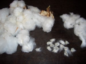 ”綿の実” と ”綿の種”