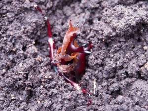 蛹から出たばかりのカブトムシ