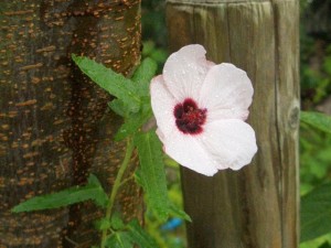 花を咲かせた”タカサゴフヨウ”