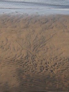 砂に残っていた不思議な模様