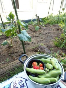 ある日の収穫と夏野菜の苗