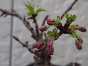 一才桜のつぼみ（4月１日）