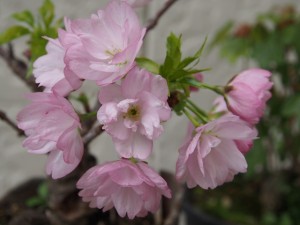 満開の一才桜（４月５日）